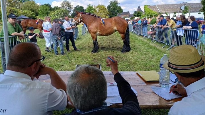 Bavay : une vingtaine d’équidés présents lors du concours de chevaux de trait du Nord
